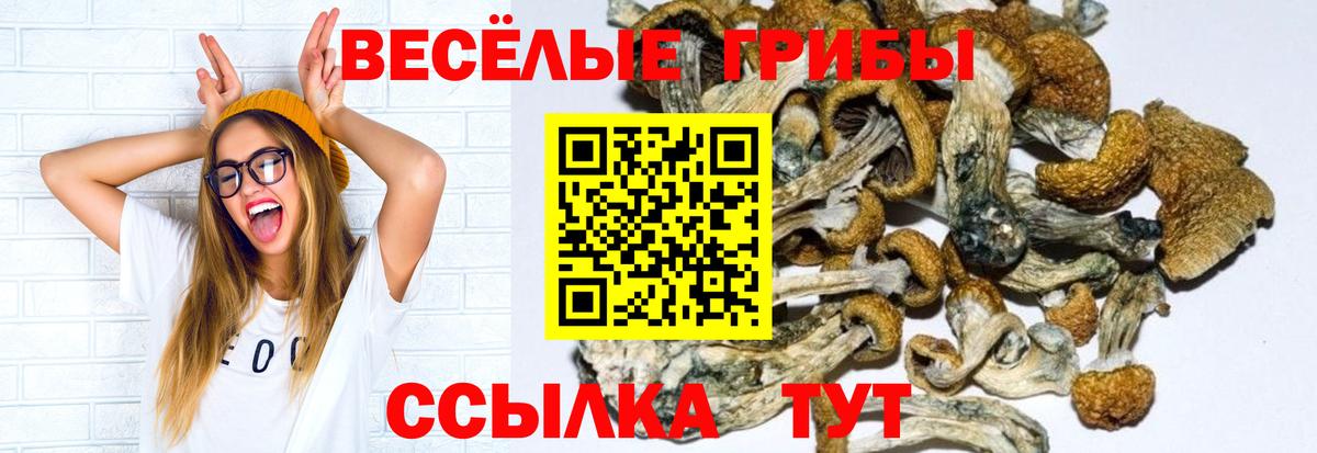Псилоцибиновые грибы Psilocybe  Псилоцибиновые грибы мухоморы  Вход с VPN  цена наркотик  Чистополь 